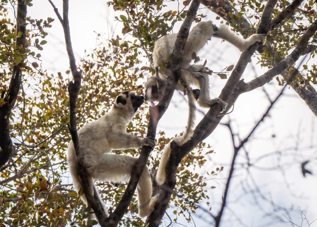 Two white lemurs with black faces in a tree, kissing each other delicately on the lips.