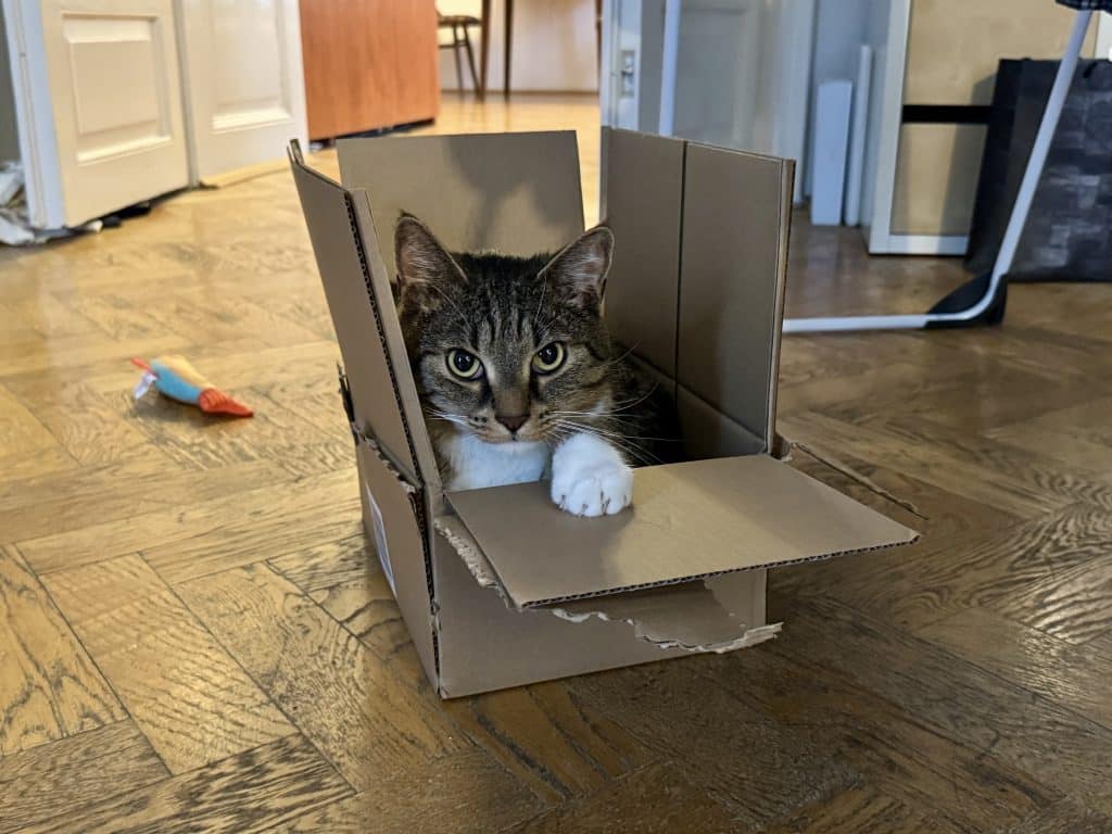 Lewis the gray tabby sitting in a box, shyly looking out and sticking his white paw out.
