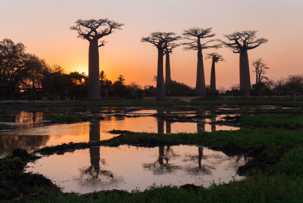Several tall baobab trees backlit by an orange sunset and reflecting in a pool.