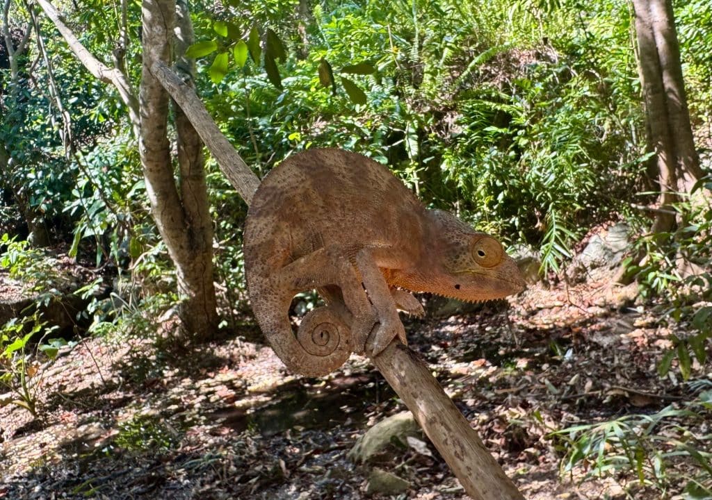An orange-brown chameleon with his tail wrapped in a spiral, clinging to a branch.