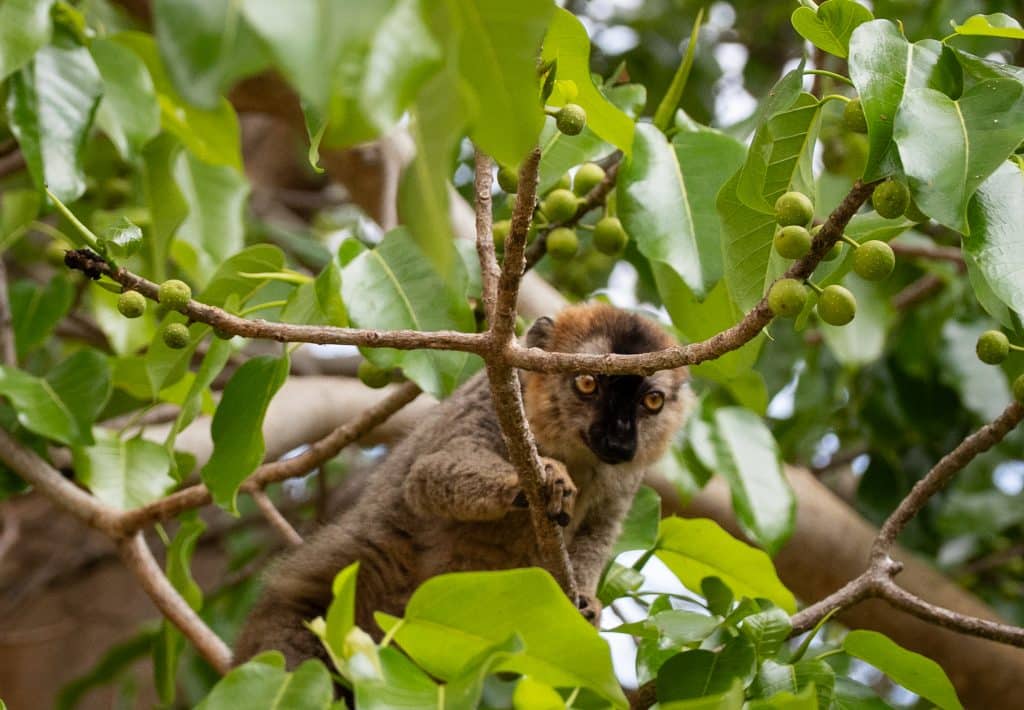 A cute little lemur with a dark brown stripe down his face and bright yellow eyes, peeking out shyly between tree branches.