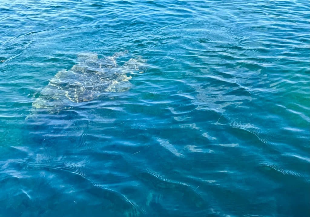 A giant green sea turtle swimming underneath the turquoise surface.