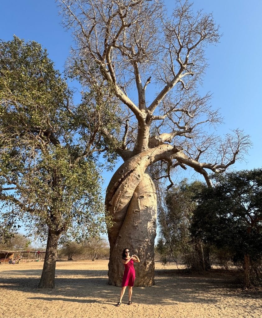 Kate wearing a red dress and standing in front of a two-trunk baobab tree with the trunks twisting around each other. She makes a heart shape with her hands.