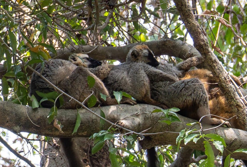 A group of five or six lemurs on a tree branch, all cuddling each other.