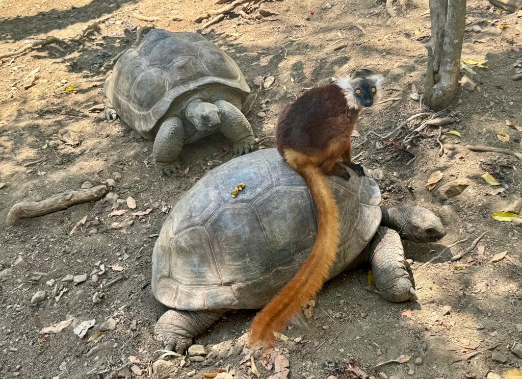 A small orange and brown lemur sitting on a tortoise's shell as another tortoise looks on.