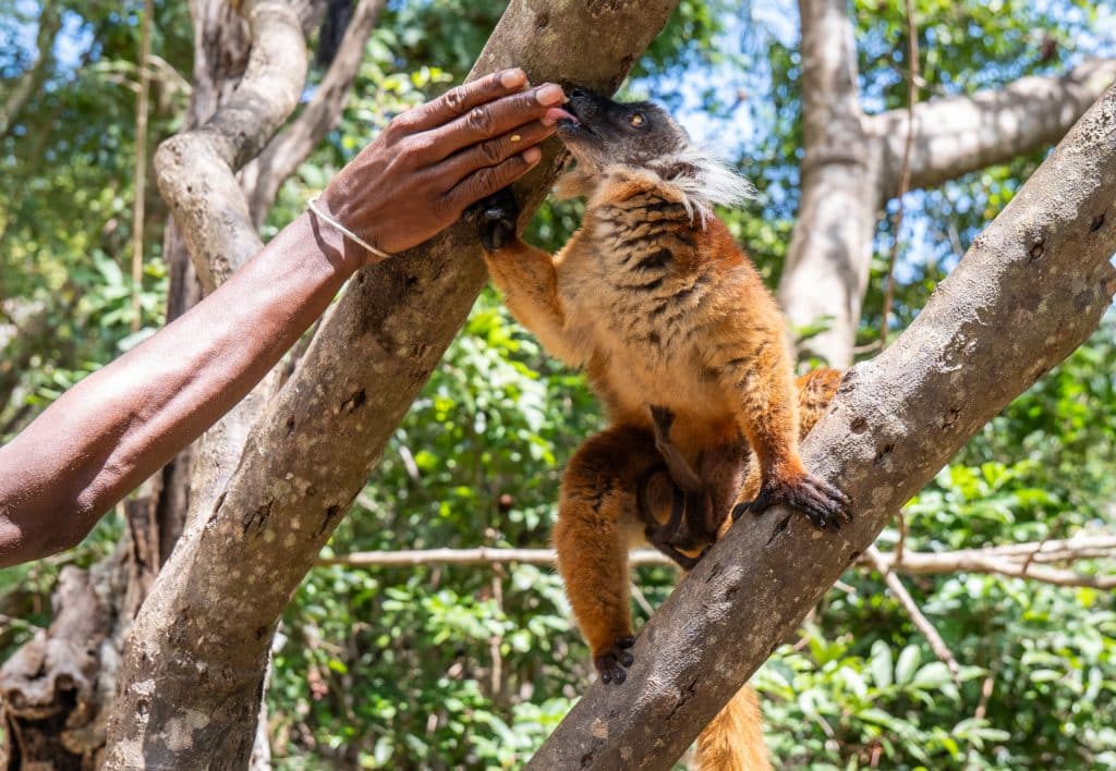 A brown and white lemur standing up to lick some mashed banana from a hand. You can see a tiny, skinny baby lemur clinging on to her belly.