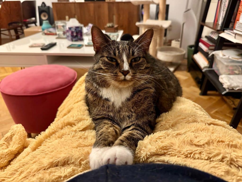 Lewis the gray tabby cat with a white stripe on his nose, sitting on Kate's lap with his arms splayed forward, smiling contentedly at her.