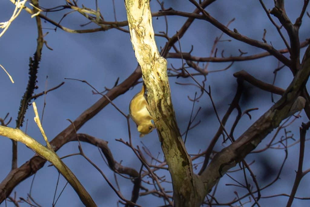 A small lemur shaped like a mouse, with little round ears and a pudgy belly, climbing upside down a tree.