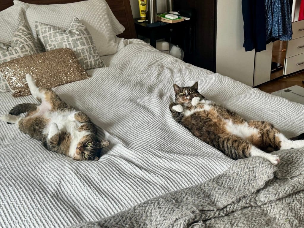 Lewis and Murray, gray tabby cats with white bellies and paws, lying on their back on the bed, looking bewildered.