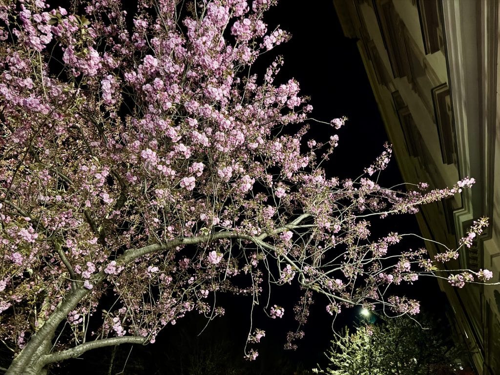 Light pink cherry blossoms illuminated underneath a dark night sky.
