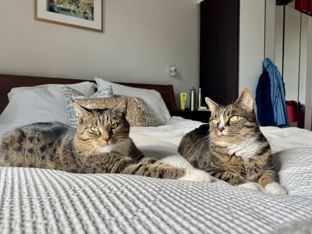 Two gray tabby cats with white bellies and paws sitting side by side on a white textured bedspread.