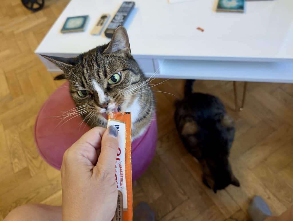 Lewis the gray tabby cat with a white stripe on his nose, very seriously licking from a Churu packet.