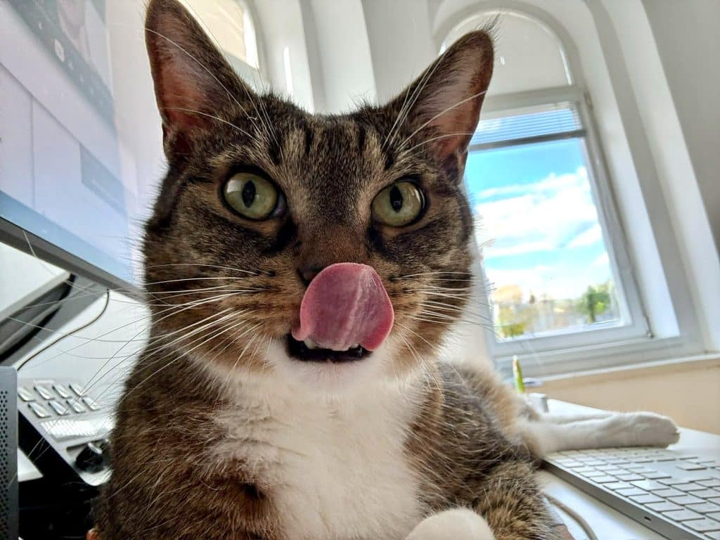 Murray the gray tabby cat looking at the camera and licking with his tongue.