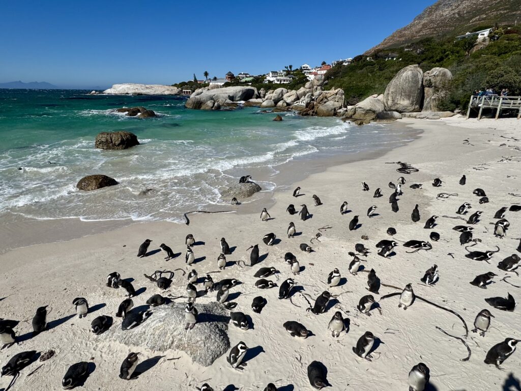 A white sand beach covered with dozens of black and white penguins. The water nearby is bright turquoise and clear.