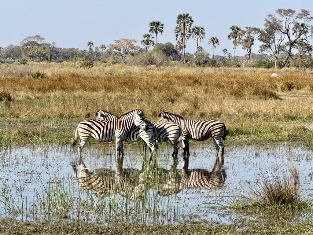 Four zebras huddling together in a pool in Botswana, their reflections in the pool.