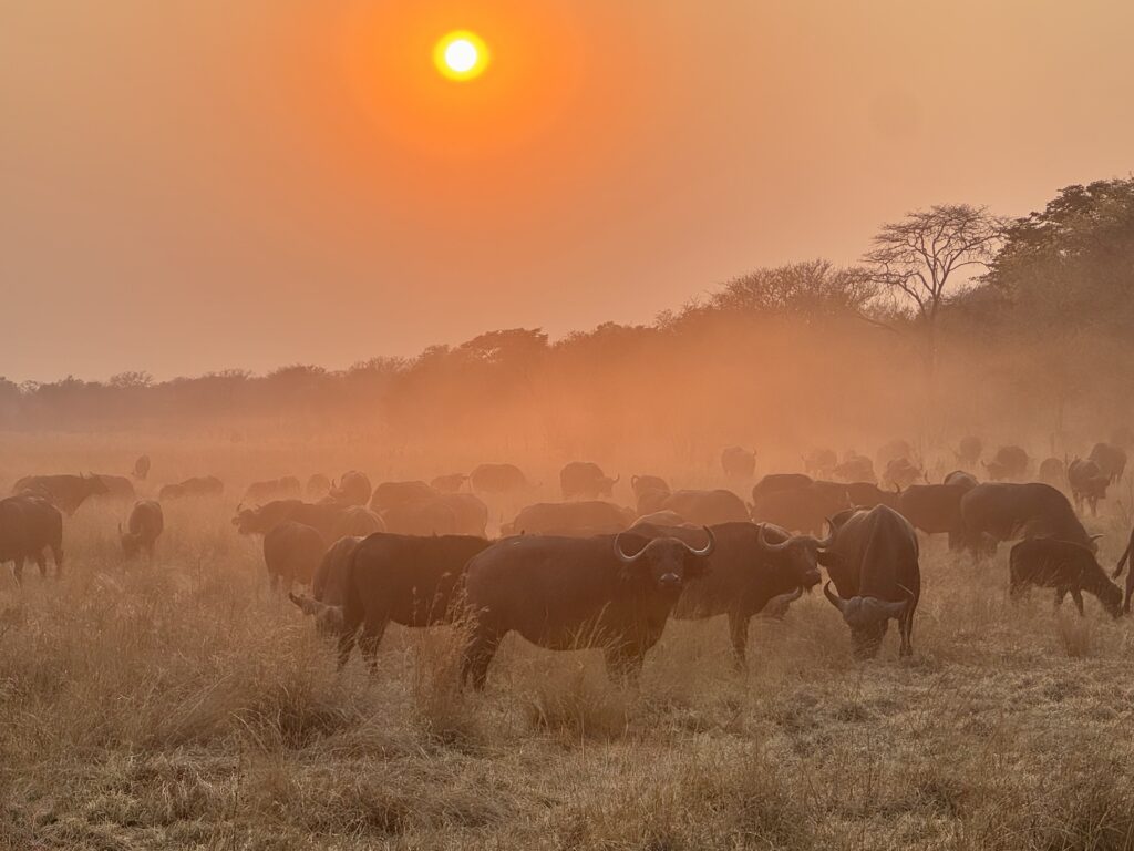 A herd of Cape buffalo, in the middle of an orange sunset.