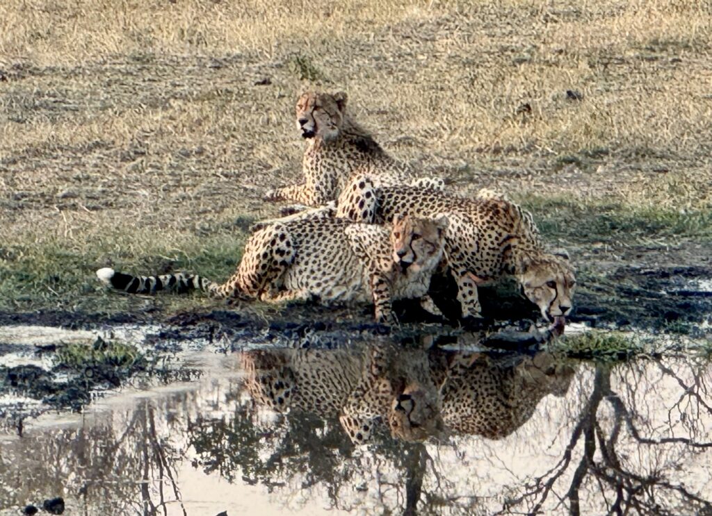 Three cheetahs huddled by a watering hole, one of them drinking.