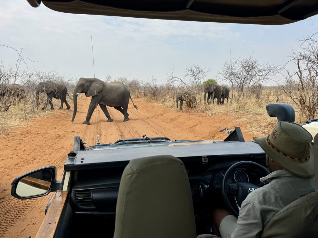 The view from a backseat of a safari vehicle -- you see the driver, and in front of the car, several elephants are crossing the road.