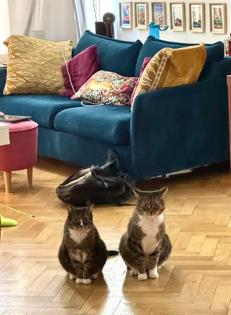 Lewis and Murray, two gray tabby cats with white bellies and white paws, sitting side by side and staring intently, like the twins in The Shining.