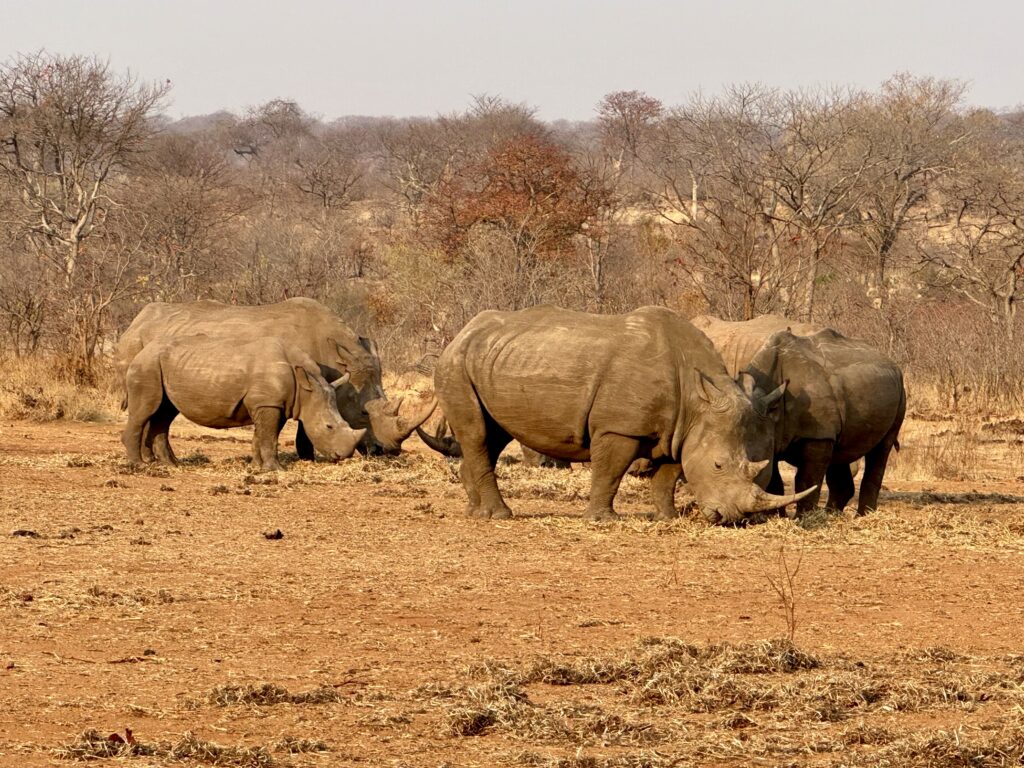 Several rhinos huddling together and eating grass.