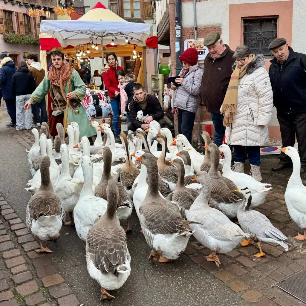 A man in costume herding a flock of geese down a crowded street at a busy town in France.
